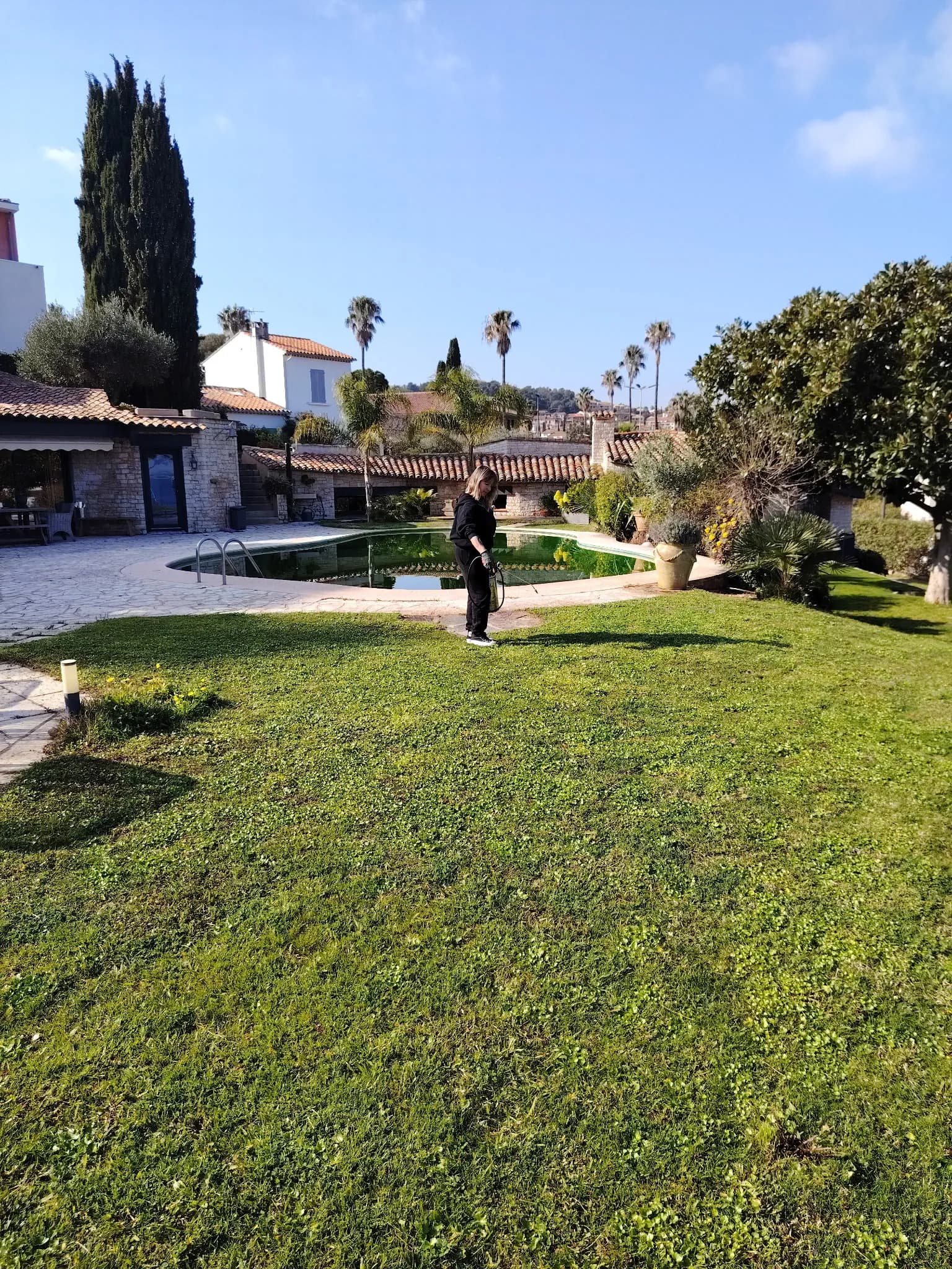 Traitement de fourmis charpentières