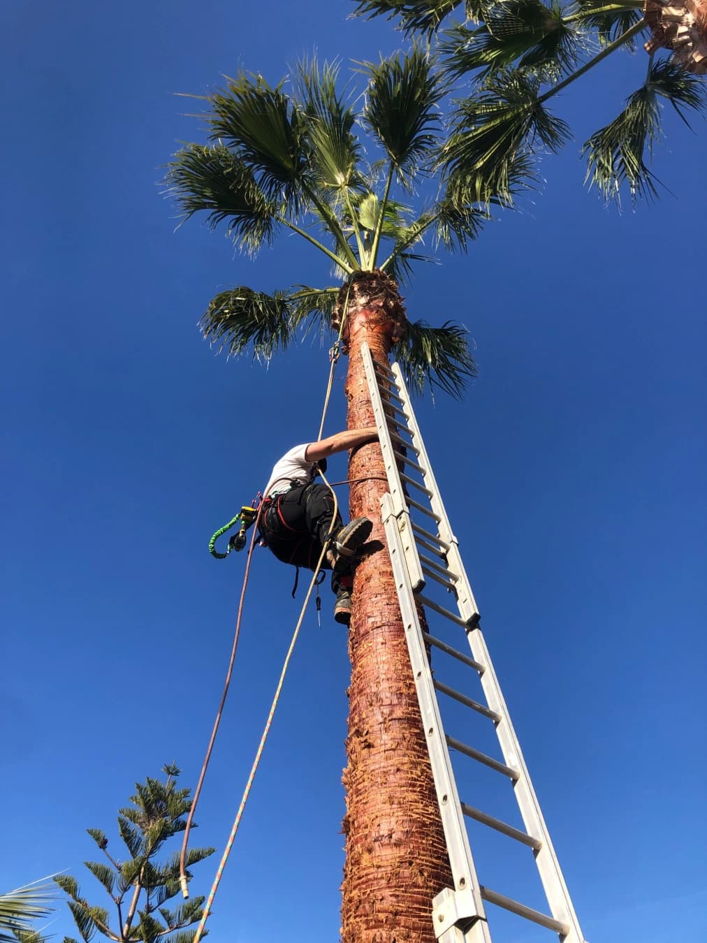 Traitement palmiers contre le charançon rouge